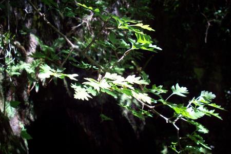 Hawthorn
