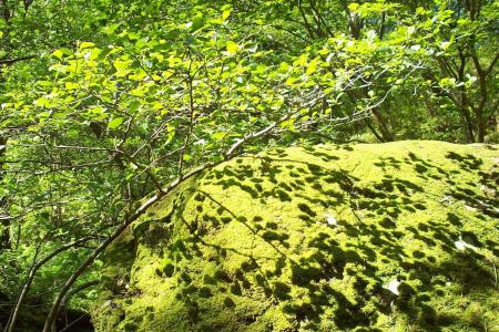 Shadows on Moss 1