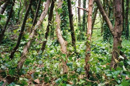 Ivy Poles
