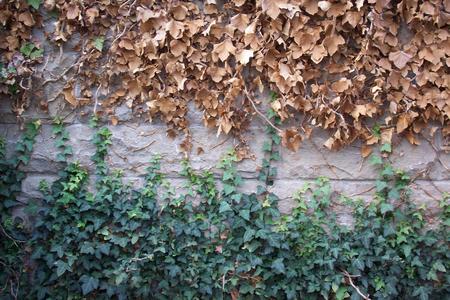 Winter Ivy 