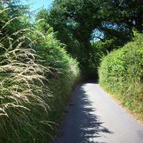 Summer Lane 1