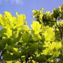 Oak Leaves 1