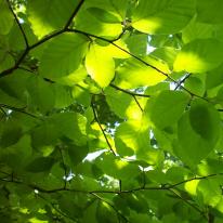 Beech Leaves 1