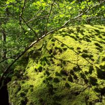 Shadows on Moss 1