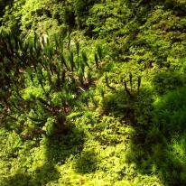 Moss 1