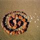 Butterfly Spiral