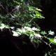 Hawthorn