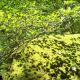 Shadows on Moss 1