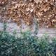 Winter Ivy 