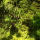 Moss 1