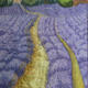 Lavender In Provence