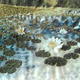 Water Lilies