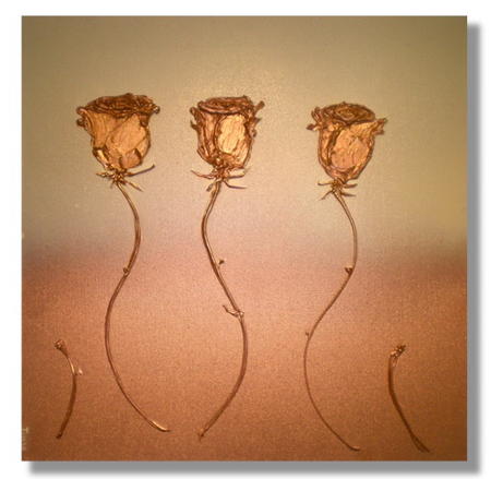 'Coppery'