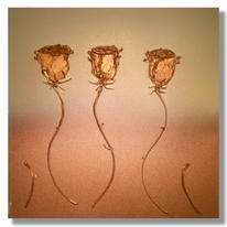 'Coppery'