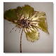 Green Flower