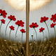 Gathering Of Red Poppies…