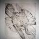bird with broken wing,…