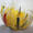 Birds of Paradise