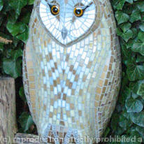 Barn Owl
