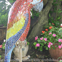 Macaw
