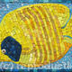 Angel Fish