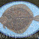 Turbot