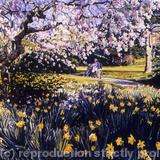 Magnolia, Ruskin Park - Watercolour