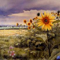Sunflowers, with gathering rain.