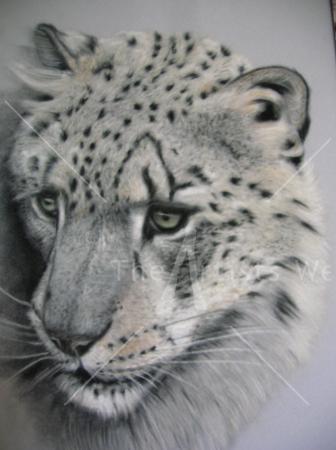 Snow Leopard