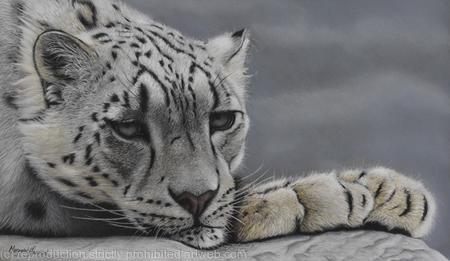 Himalayan Dreamer