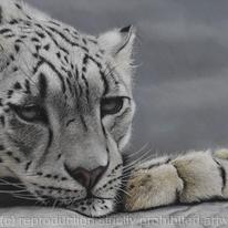 Himalayan Dreamer