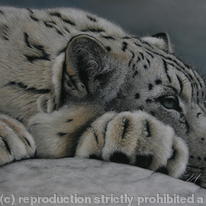 Himalayan Beauty