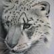 Snow Leopard