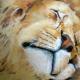 Lion Study