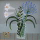 Summer flowers