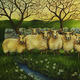 windy sheep on Blackshaw moor