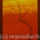 African Dawn