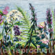 Hedge Flowers, August