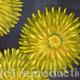 Dandelion Seed Machine