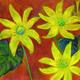 Celandines