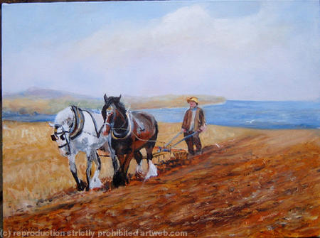 Shire horses ploughing