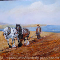 Shire horses ploughing