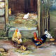 Chickens and Cockerel