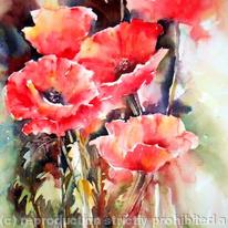 This years poppies