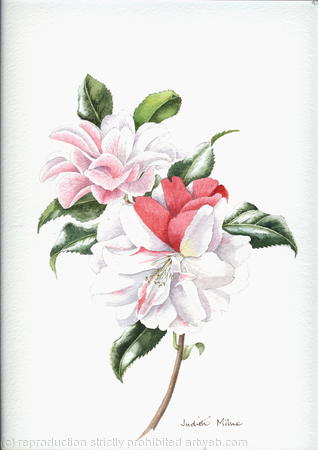 Camellia Japonica, Lady Vanstittart - 959
