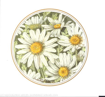 Daisies