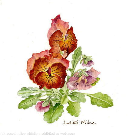 Pansies - 951