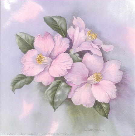 Camellias