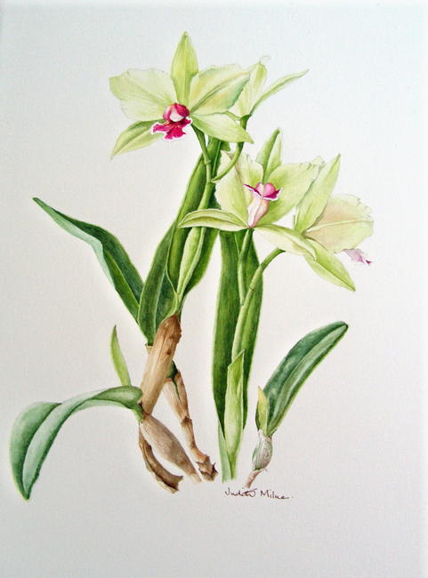 Cattleya
