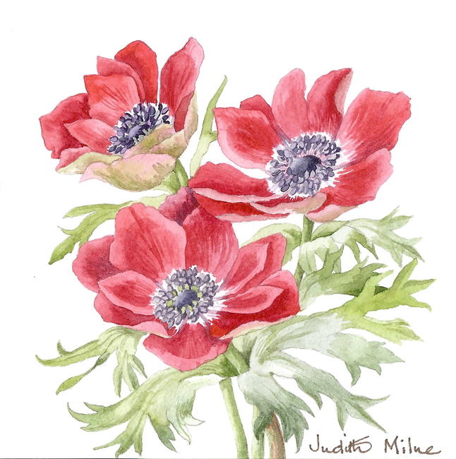 Red Trio watercolour 5x13cm